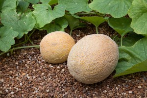 Chọn trái cây, cầm lên thấy thế này thì chắc mẩm là vừa chín tới, mua ngay kẻo lỡ
