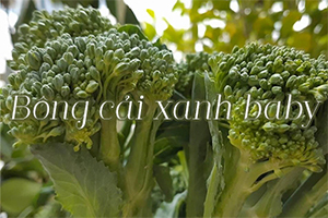bong cai xanh baby