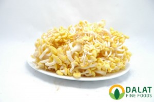 Nấm Hoàng Kim