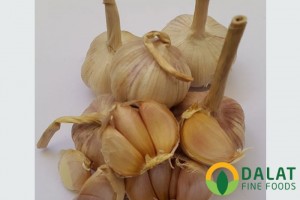 Tỏi