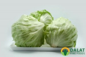Xà lách ICEBERG Mỹ