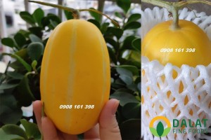 Dưa Lê Vàng giống Hàn Quốc