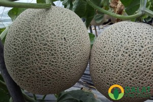 Dưa lưới giống Hàn Quốc